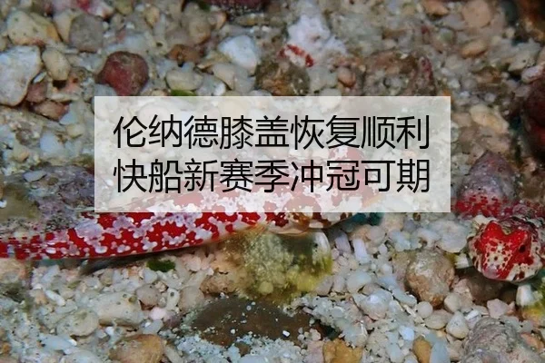 lun-na-de-xi-gai-hui-fu-shun-li-kuai-chuan-xin-sai-ji-chong-guan-ke-qi-3-115.jpg